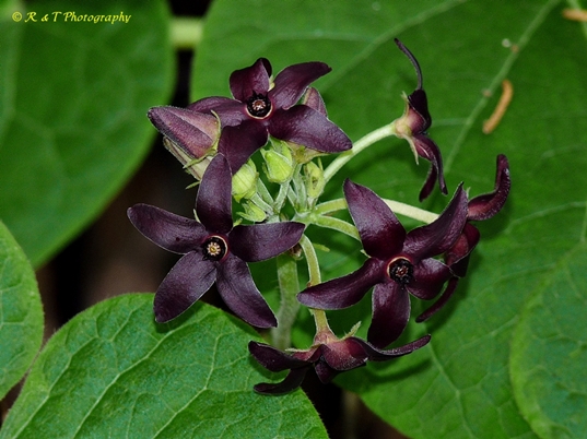 {Matelea carolinensis}